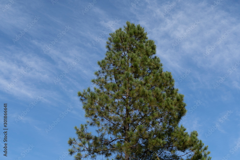 tree on background of blue sky tree on background of blue sky