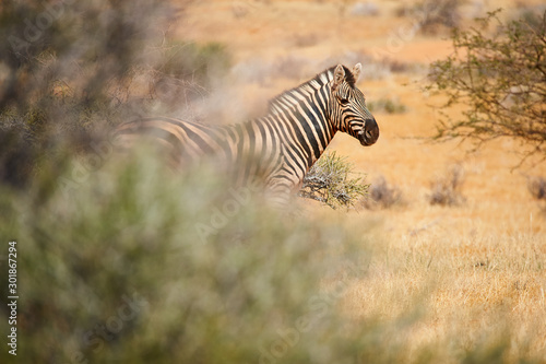 Burchell s Zebra in Namibia.