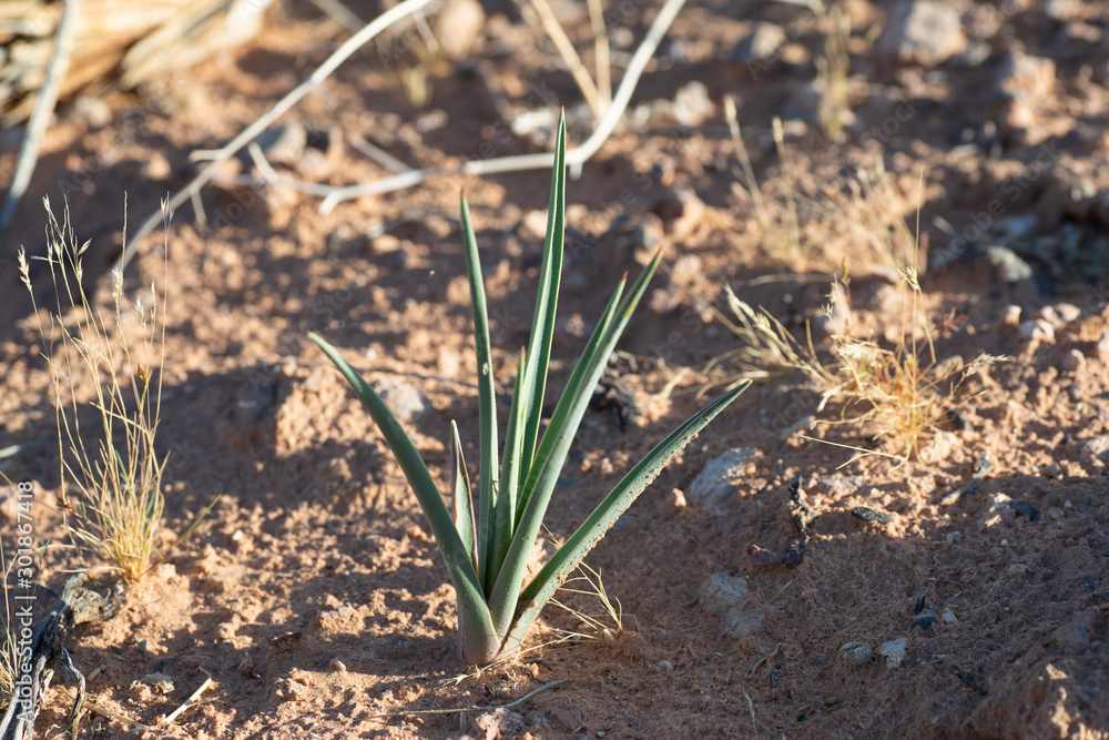 USA, Nevada, Clark County, Toquop Wash. A young seedling of a Joshua tree (Yucca jaegeriana) recently sprouted in the Eastern Mojave Desert. USA, Nevada, Clark County, Toquop Wash. A young seedling of a Joshua tree (Yucca jaegeriana) recently sprouted in the Eastern Mojave Desert.