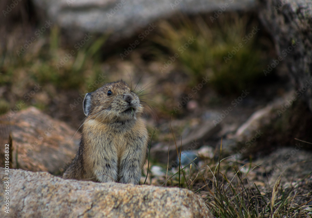 Pika in Rocky Mountain National Park Pika in Rocky Mountain National Park