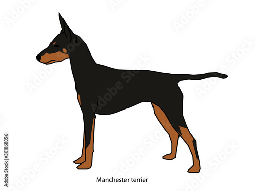 Dog black vector illustration isolated