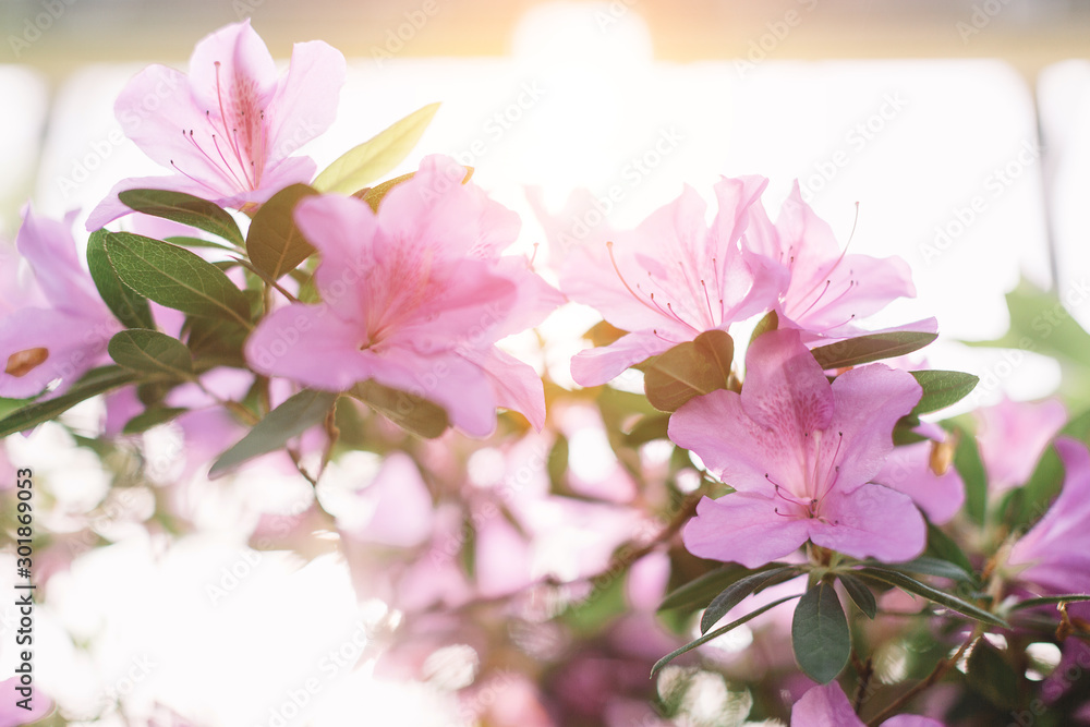 Fototapeta premium Close up macro photo of elegant colorful blooming pink Azalea flowers in botanical garden. Flowering Rhododendrons bush. Selective focus, bokeh. Beauty sunlight. Love of nature concept.