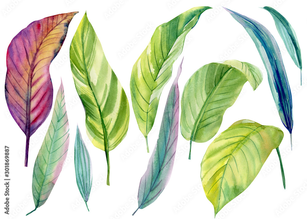 set of tropical leaves on a white background, palm leaves, watercolor illustration - obrazy, fototapety, plakaty 