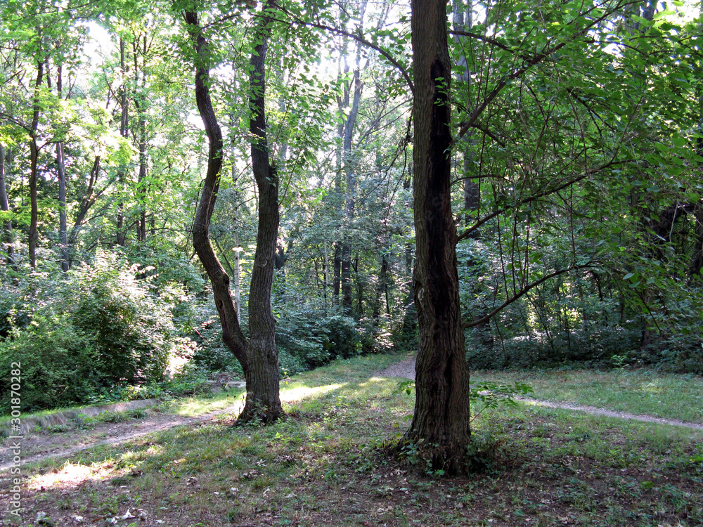 Fototapeta premium Park