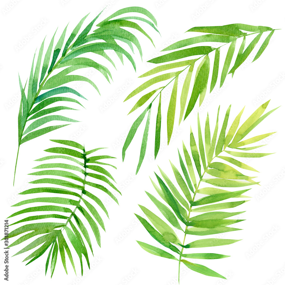 set of tropical leaves on a white background, palm leaves, watercolor illustration set of tropical leaves on a white background, palm leaves, watercolor illustration