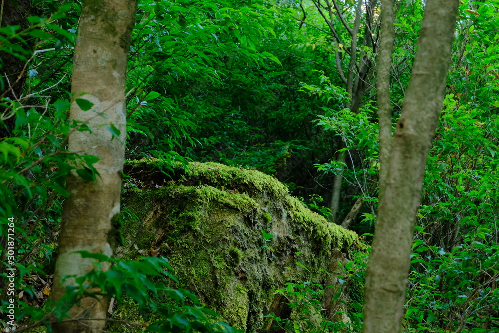 Naklejka premium もののけがいそうな苔台