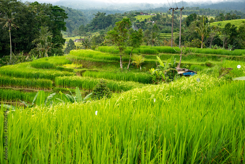 Lush tall green rice crop ready for harvest on the terraces of Bali © Stewart