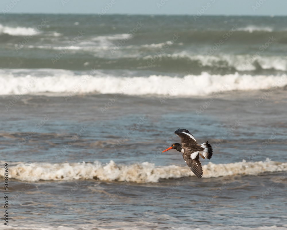 Naklejka premium Birds