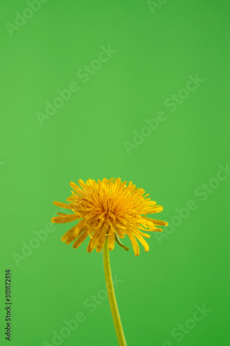 one yellow flowering dandelion on a green background