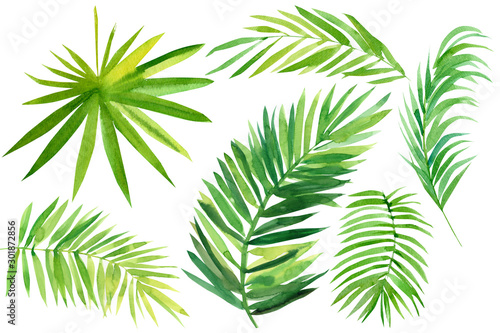 set of tropical leaves on a white background, palm leaves, watercolor illustration