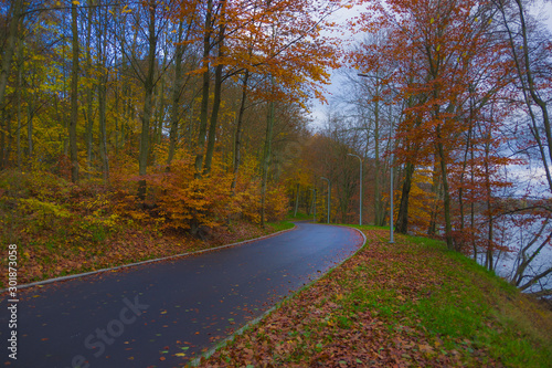 Autumn landscape  road between trees in the park forest green yellow red leaves branches  shimmering light warm sun nature views