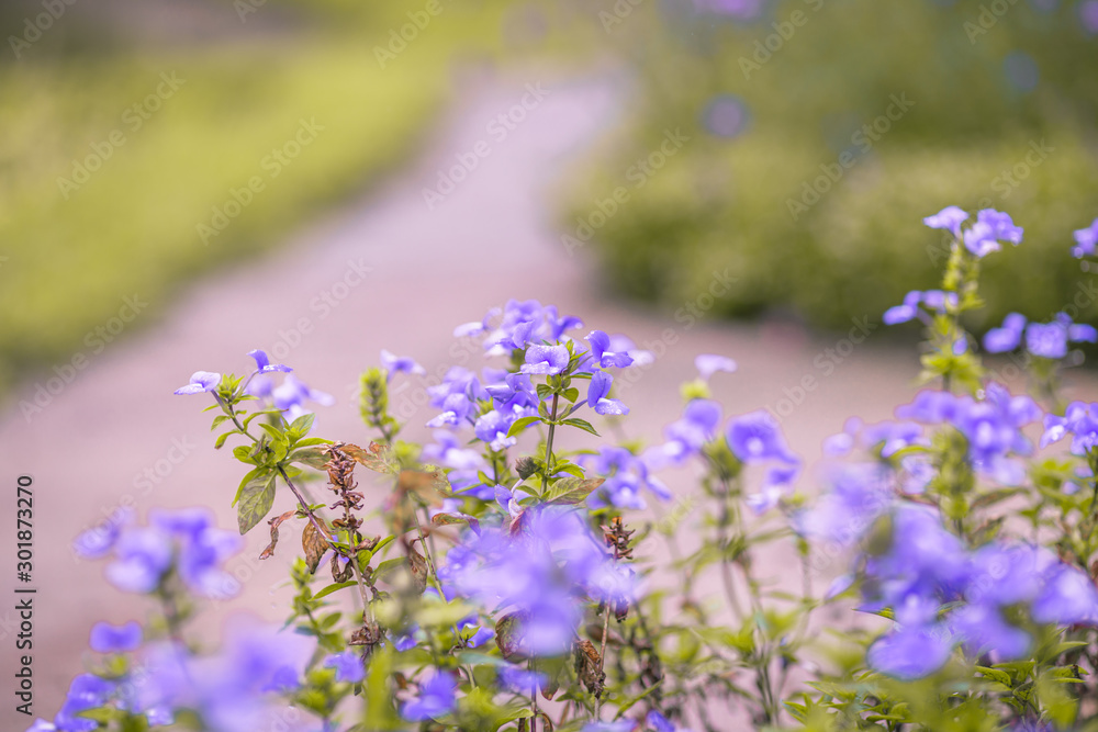 Close-up natural background view of the purple flower beds (Verbena), the blurring of the wind blowing, to decorate in the park or coffee shop for customers to take pictures. Close-up natural background view of the purple flower beds (Verbena), the blurring of the wind blowing, to decorate in the park or coffee shop for customers to take pictures.