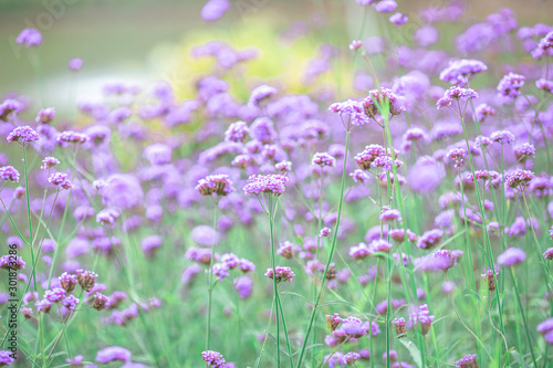 Close-up natural background view of the purple flower beds (Verbena), the blurring of the wind blowing, to decorate in the park or coffee shop for customers to take pictures.