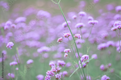 Close-up natural background view of the purple flower beds  Verbena   the blurring of the wind blowing  to decorate in the park or coffee shop for customers to take pictures.