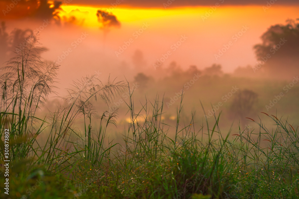 Natural blurred background of fog scattered among trees in the morning, with soft sunlight from the sun, seasonal beauty. Natural blurred background of fog scattered among trees in the morning, with soft sunlight from the sun, seasonal beauty.