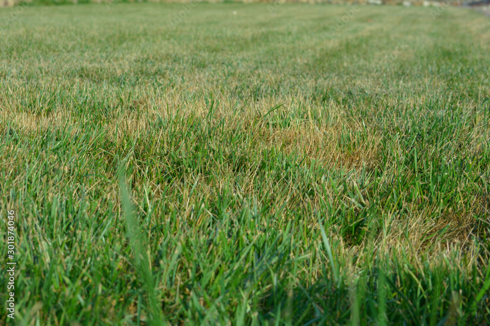 Texture background lawn grass green with Christmas trees Texture background lawn grass green with Christmas trees