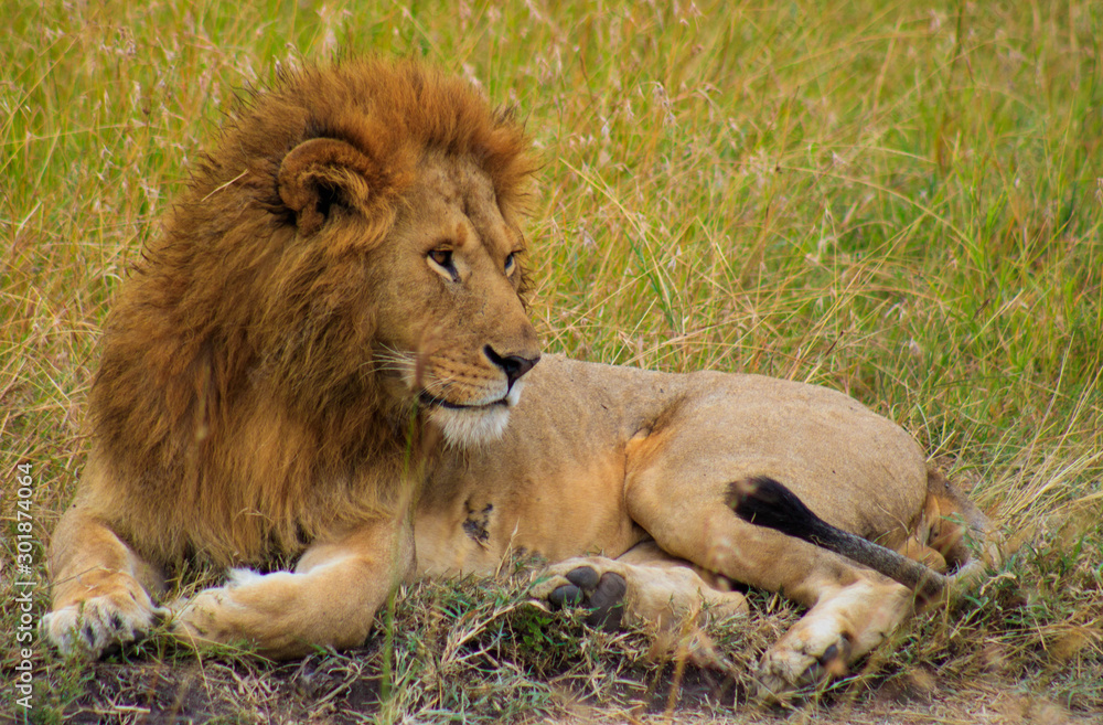 Lions in Serengeti National Park safari Lions in Serengeti National Park safari