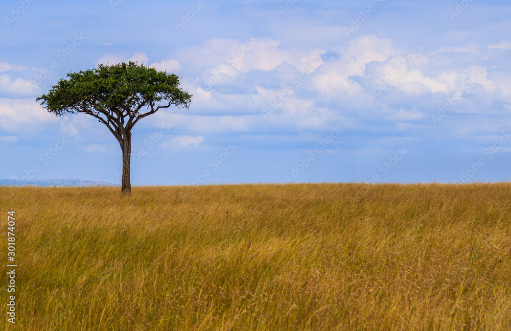 Acacia tree in Serengeti National Park safari