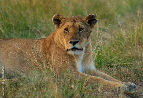 Lions in Serengeti National Park safari