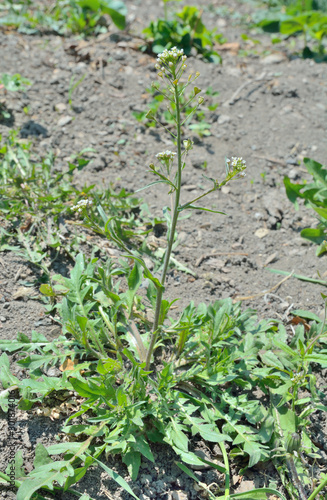 Herb shepherd's purse (Capsella bursa-pastoris) 5