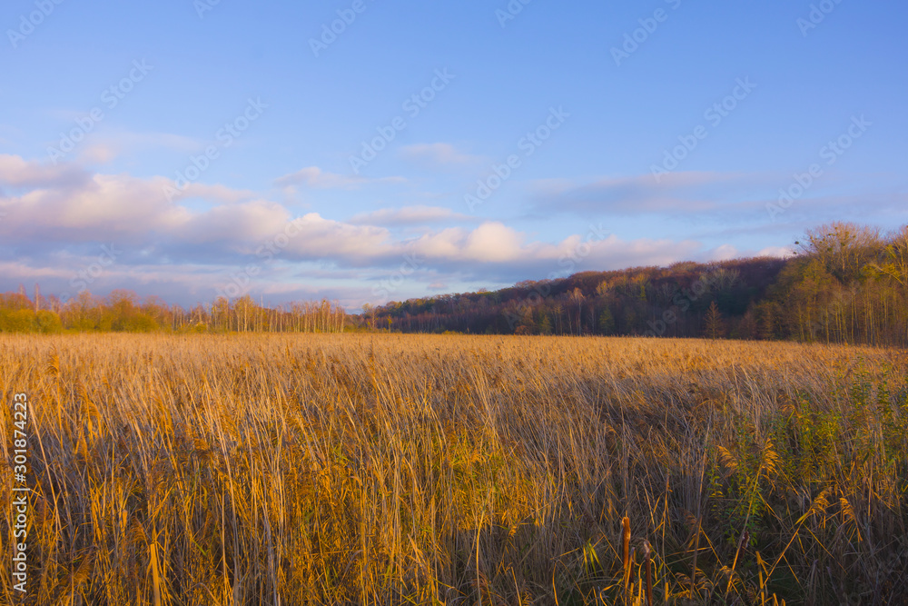 Autumn landscape, dry yellow reeds and wood before sunset, lit by warm sun, nature, view, plants, blue sky and clouds Autumn landscape, dry yellow reeds and wood before sunset, lit by warm sun, nature, view, plants, blue sky and clouds