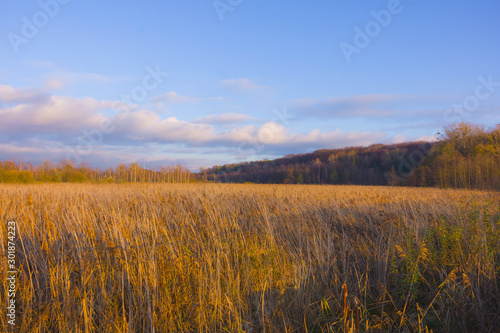 Autumn landscape, dry yellow reeds and wood before sunset, lit by warm sun, nature, view, plants, blue sky and clouds