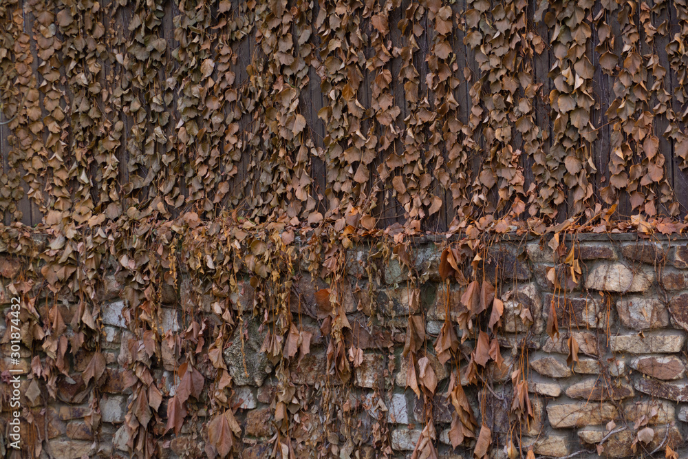 Background texture of dry leaves on a stone wall Background texture of dry leaves on a stone wall