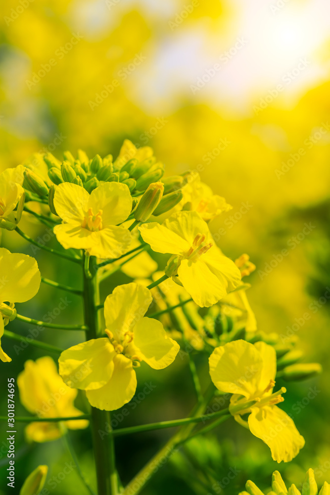 Close up of rape flower in the filed