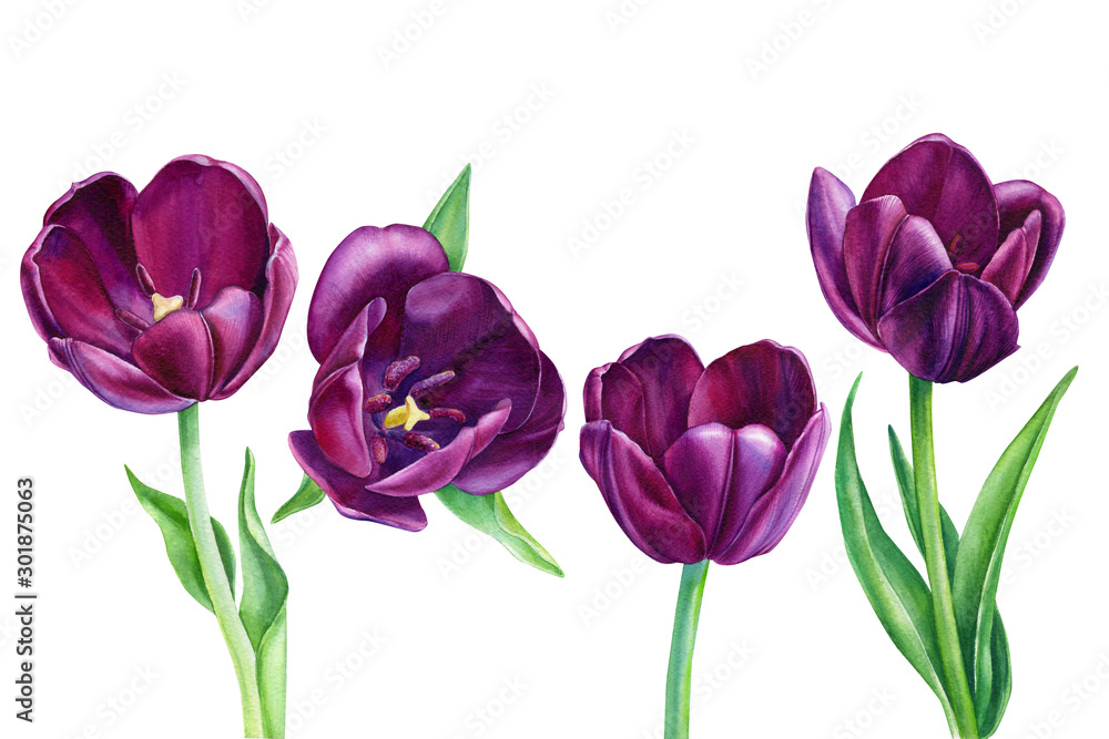 set of spring flowers on an isolated white background, burgundy tulips, watercolor illustration, botanical painting, hand drawing set of spring flowers on an isolated white background, burgundy tulips, watercolor illustration, botanical painting, hand drawing