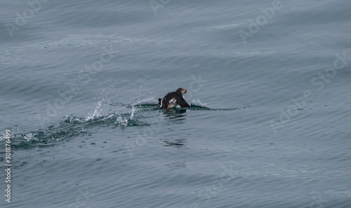 Puffin swimming away