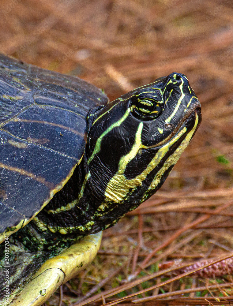 Turtle Head Close-up Portrait at Lake Seminole Park, Florida Turtle Head Close-up Portrait at Lake Seminole Park, Florida