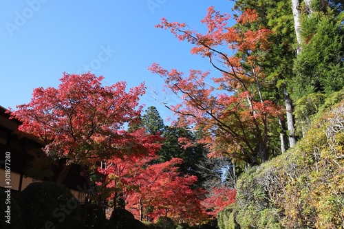 高野山 紅葉