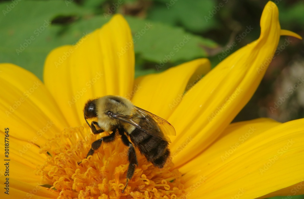 Big tropical bumblebee on yellow flower in Florida nature, closeup Big tropical bumblebee on yellow flower in Florida nature, closeup