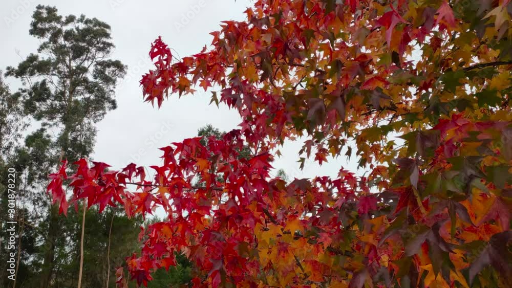 Red and brown maple leaves on tree in autumn, blowing in the wind Red and brown maple leaves on tree in autumn, blowing in the wind