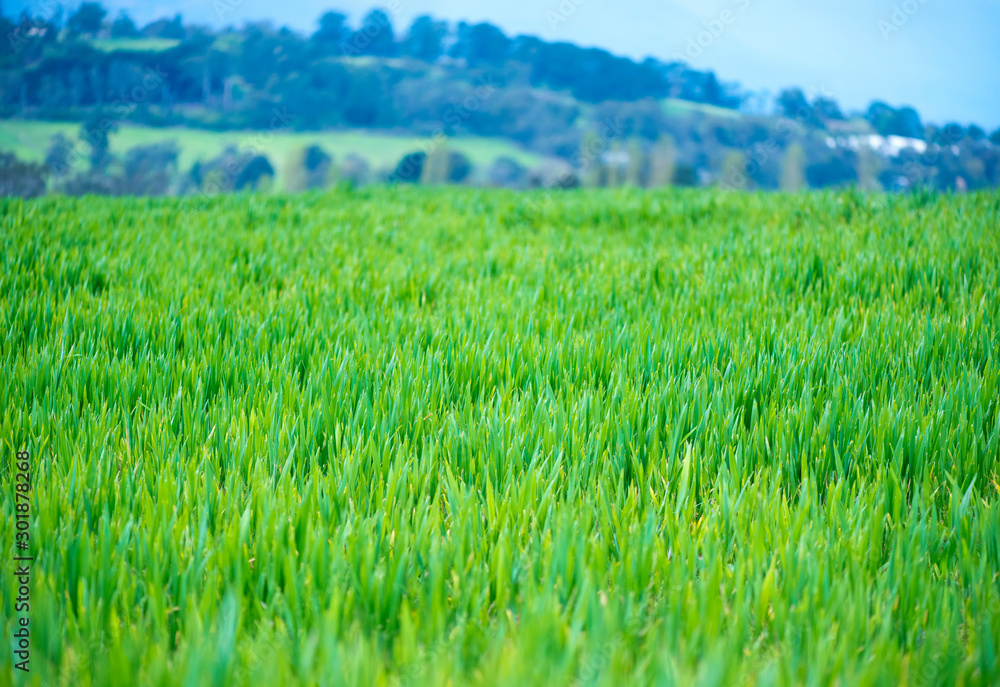 Obraz premium Field of fresh green grass