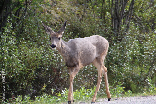 Fototapeta Naklejka Na Ścianę i Meble -  Deer On The Move, Jasper National Park, Alberta