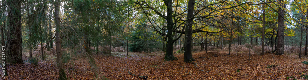 Autumn leaves in the new forest Hampshire