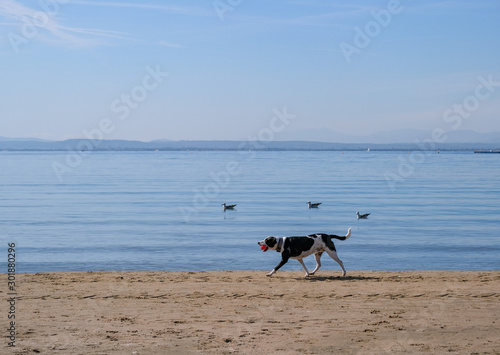 A dog running on a sunny day on the sandy beach. Game with pets on the coast. Travel with animals. The pet is swimming in the waves of the Mediterranean coast. Vacation with dog on the sea.