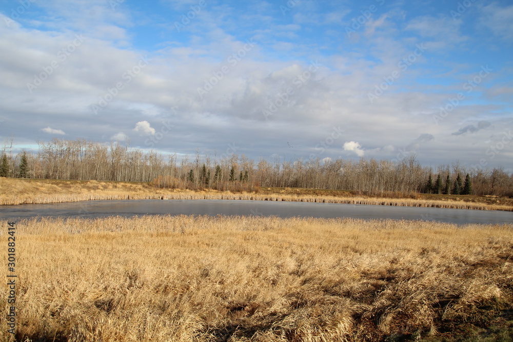 Early November On The Wetlands, Pylypow Wetlands, Edmonton, Alberta