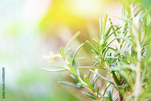 Organic rosemary plant growing in the garden for extracts essential oil / Fresh rosemary herbs nature green background