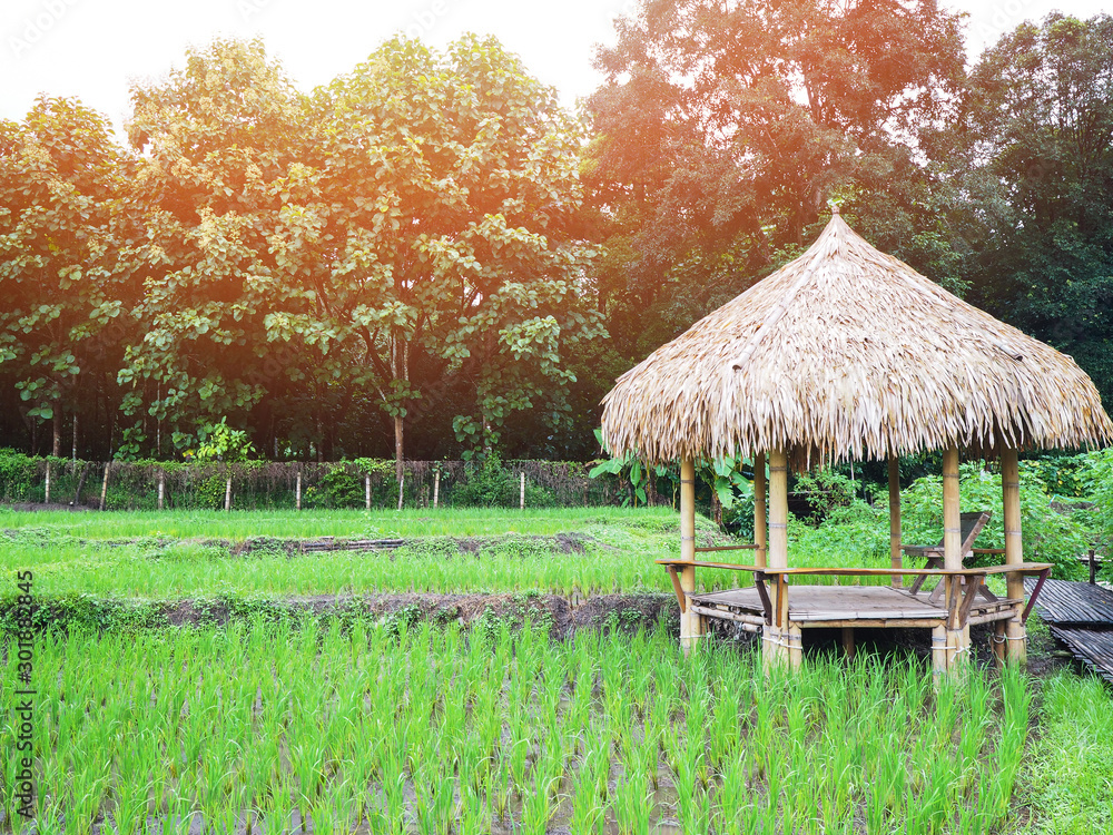Wooden shelter with straw roof at rice field.