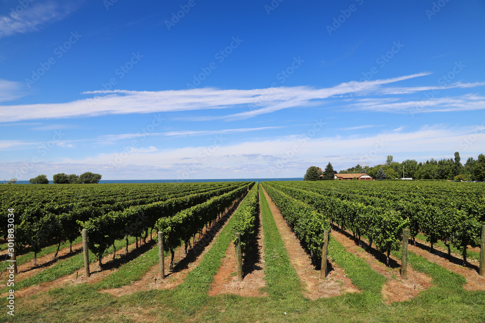 Scenic vineyard view: rows of green grape bushes on the blue sky background