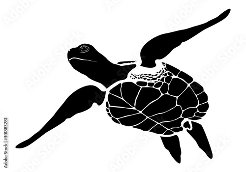 graphic sea turtle,vector illustration of sea turtle,vector of turtle design on a white background