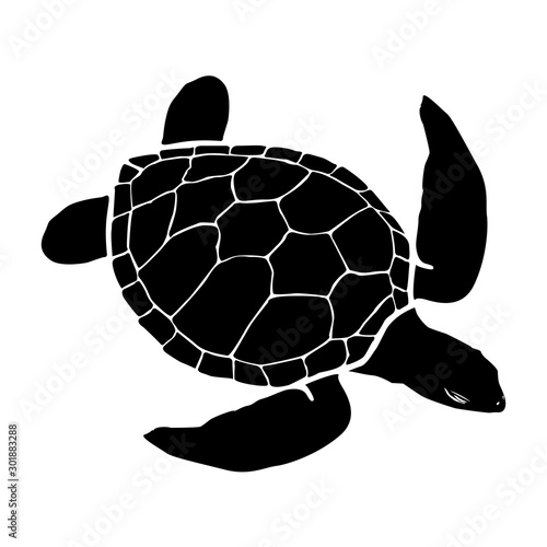 graphic sea turtle,vector illustration of sea turtle,vector of turtle design on a white background