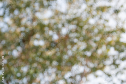 Natural outdoors bokeh in green and yellow tones