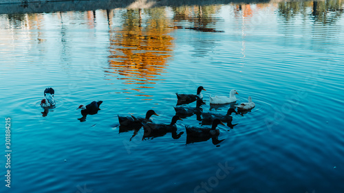 Fotografie ducks in the water at ellis lake