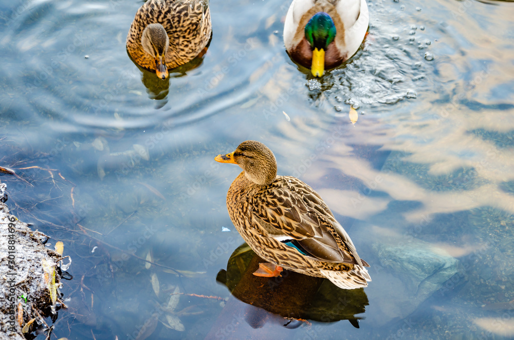 Many ducks in winter in the freezing lake. Many ducks in winter in the freezing lake.