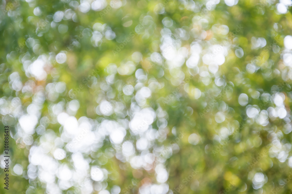 Fototapeta premium Natural outdoors bokeh in green and yellow tones