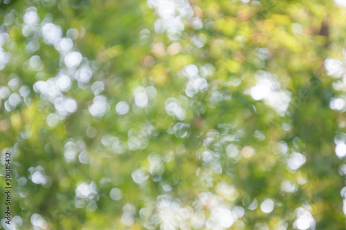 Natural outdoors bokeh in green and yellow tones