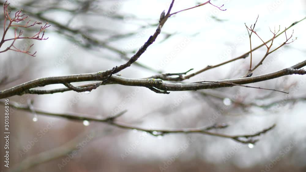Rack focus between autumn branches with raindrops, melancholy and silence concept, shallow depth Rack focus between autumn branches with raindrops, melancholy and silence concept, shallow depth
